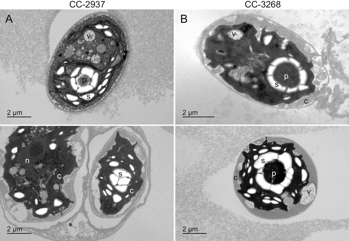 A transmission electron micrograph of Chlamydomonas cells in grey tones, showing the dark nucleus, a large cup-shaped chloroplast and smaller internal compartments inside each cell.