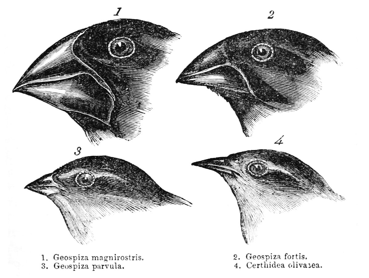 Four engraved finch heads drawn in profile, differing markedly in the depth and shape of their beaks.
