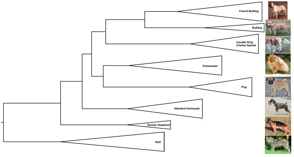 A branching tree diagram grouping dog breeds by genetic similarity, with breeds that look alike sometimes falling on quite separate branches.