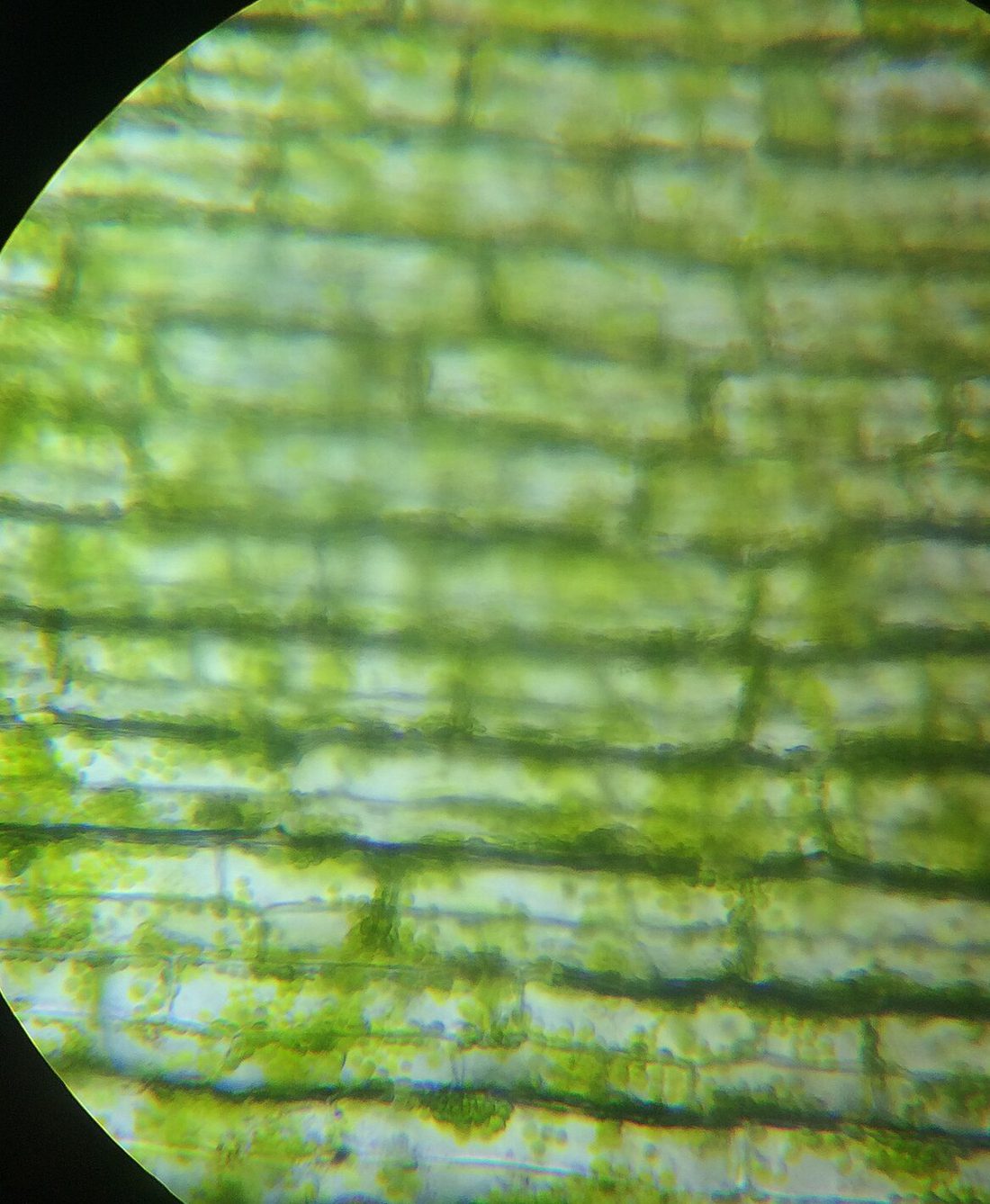 A light micrograph of a waterweed leaf: rectangular plant cells packed with dozens of small green chloroplasts pressed against the cell walls.