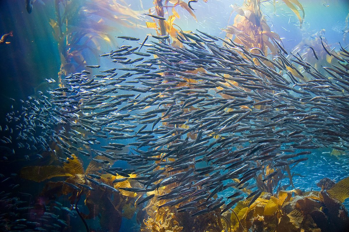 Tall strands of kelp rising through sunlit water with fish swimming among them, forming a dense underwater canopy.