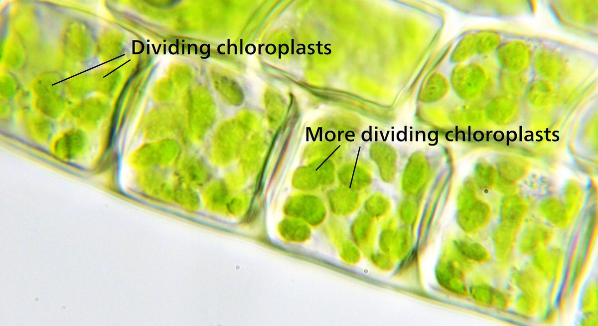 A high-magnification light micrograph of moss leaf cells, each packed with distinct green chloroplasts visible as separate discs.