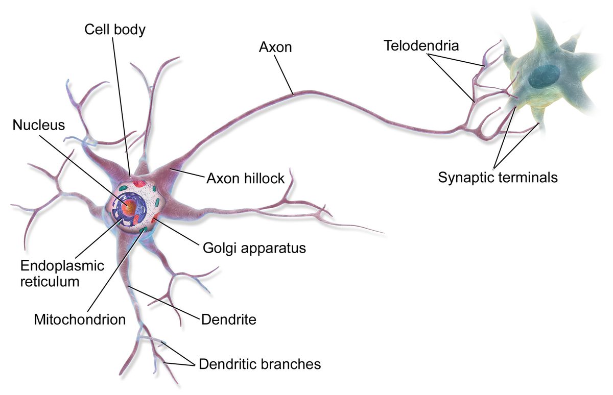 An illustration of a neuron with a branching cell body at one end and a long fibre running to branched endings at the other.