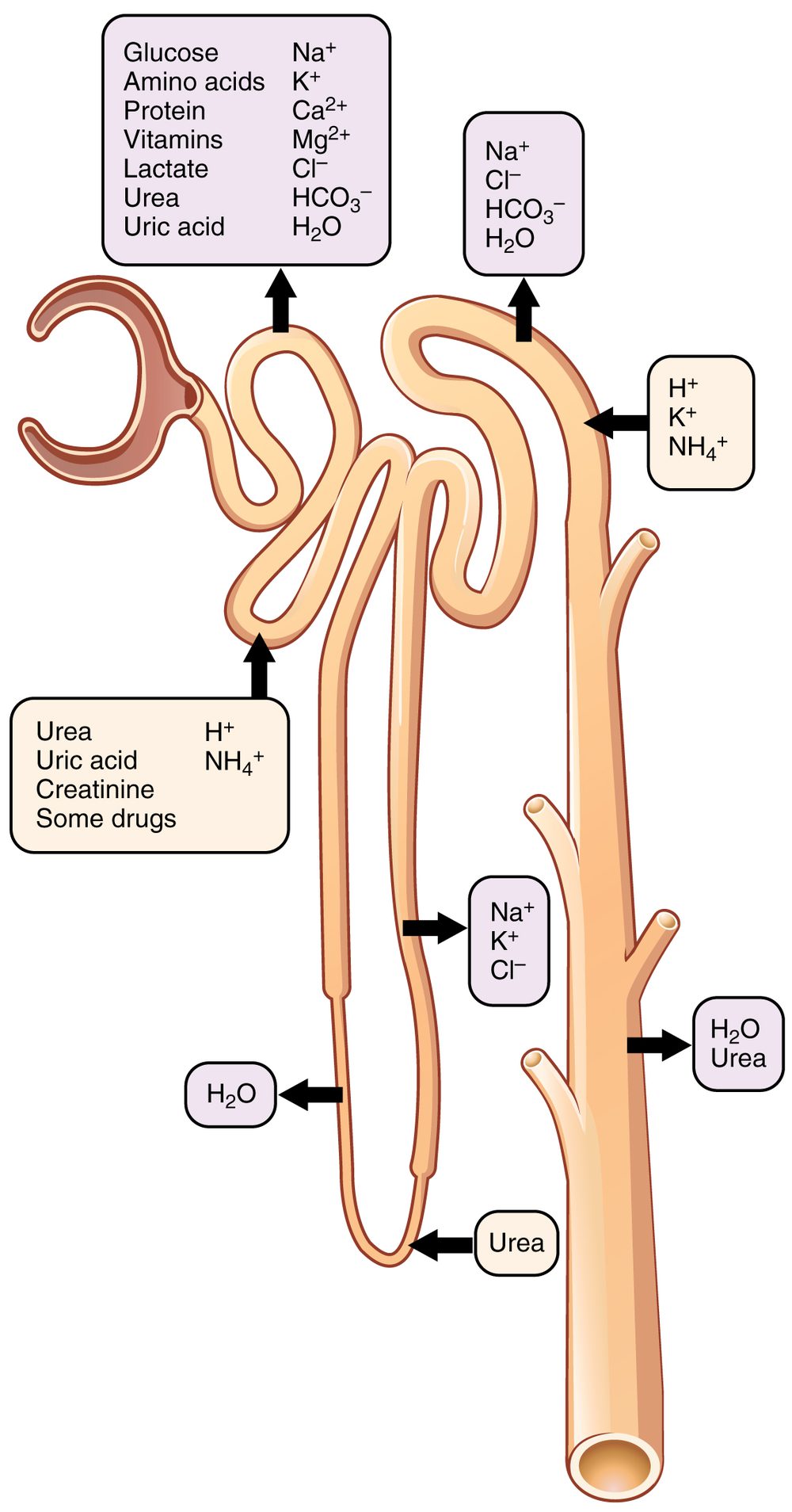 A diagram of a nephron with arrows marking where fluid is filtered from the blood, where substances are reabsorbed back into it, and where the remainder passes on as urine.