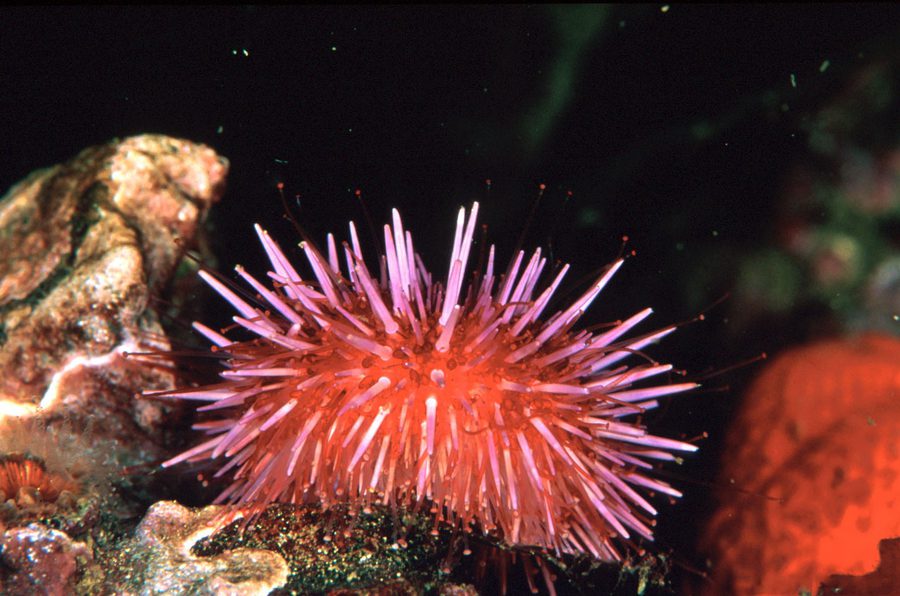 A spiny purple sea urchin on rock, the grazing animal whose numbers rise when sea otters are removed.