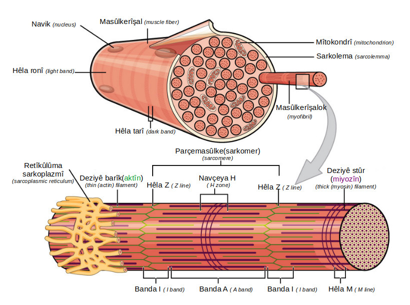 A labelled illustration of skeletal muscle fibres showing the repeating bands that give striated muscle its striped appearance.