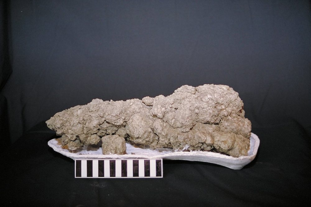 A fossilised dropping, a trace fossil that preserves no part of the animal and records what it ate.